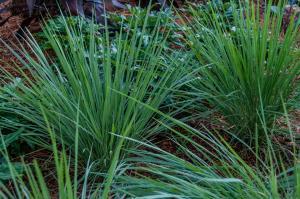 PASPALUM GRASS